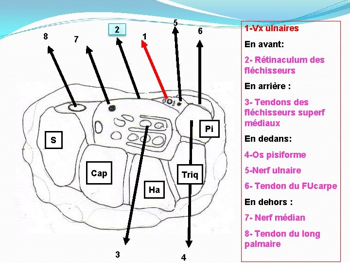 8 2 7 5 1 -Vx ulnaires 6 1 En avant: 2 - Rétinaculum