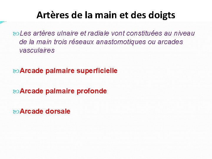 Artères de la main et des doigts Les artères ulnaire et radiale vont constituées