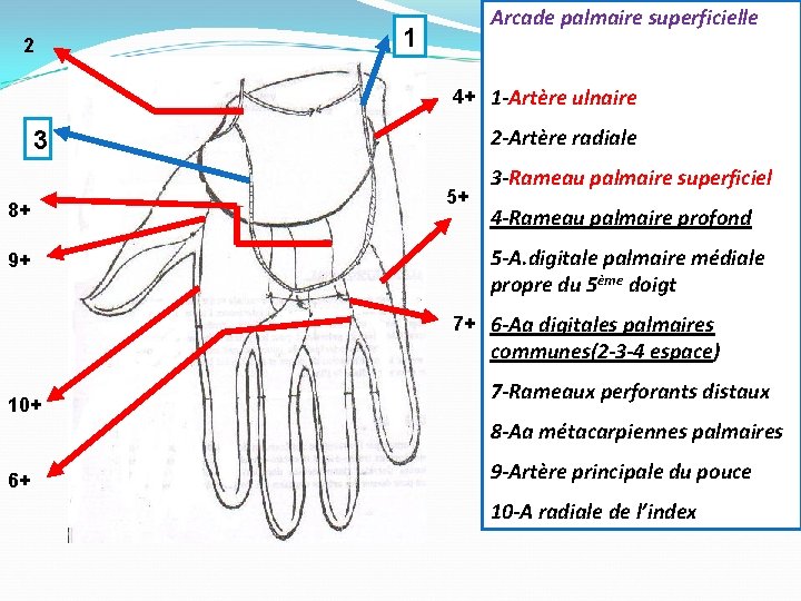 2 Arcade palmaire superficielle 1 4+ 1 -Artère ulnaire 2 -Artère radiale 3 8+