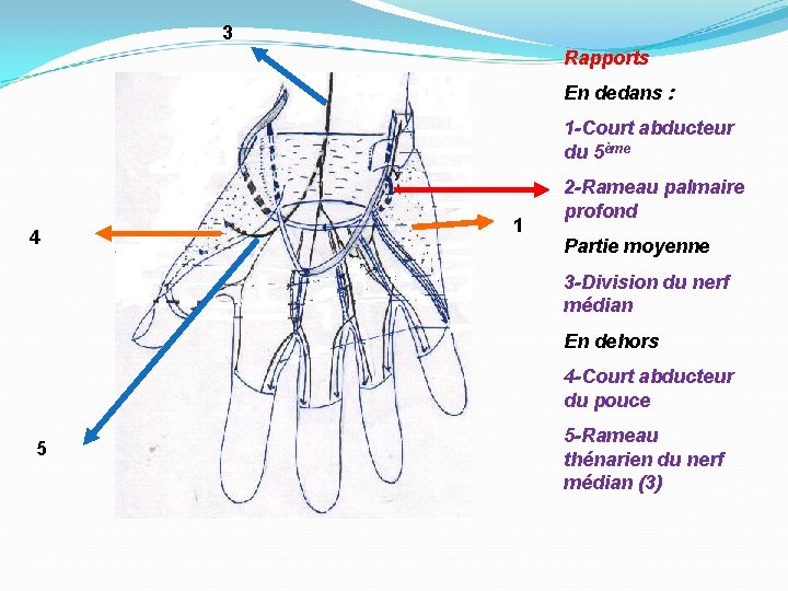 3 Rapports En dedans : 1 -Court abducteur du 5ème 4 1 2 -Rameau