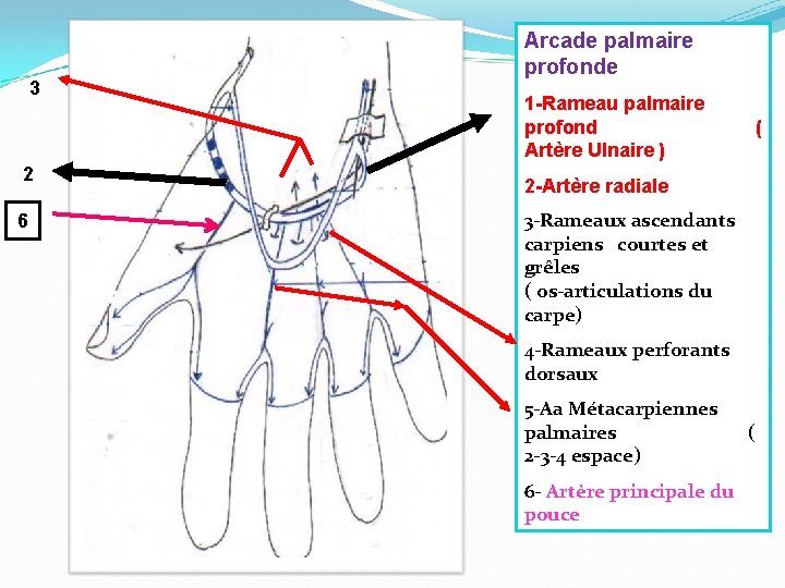 3 2 6 Arcade palmaire profonde 1 -Rameau palmaire profond Artère Ulnaire ) (