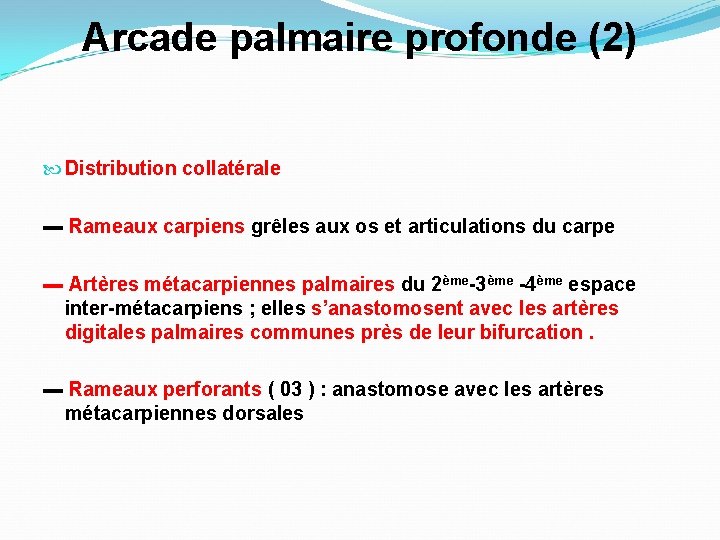 Arcade palmaire profonde (2) Distribution collatérale ▬ Rameaux carpiens grêles aux os et articulations
