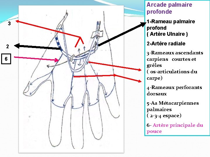 Arcade palmaire profonde 3 2 6 1 -Rameau palmaire profond ( Artère Ulnaire )