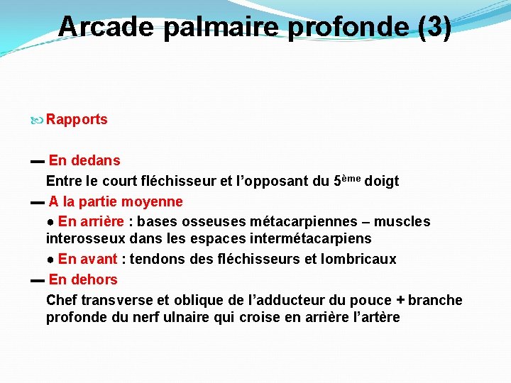 Arcade palmaire profonde (3) Rapports ▬ En dedans Entre le court fléchisseur et l’opposant