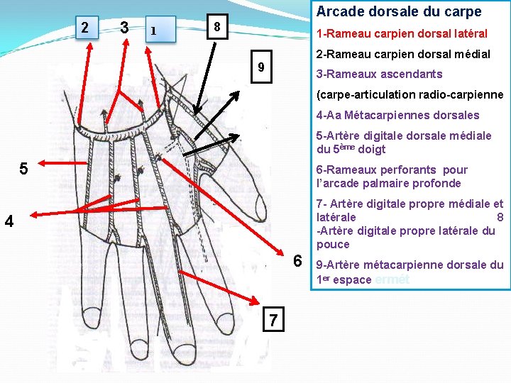 2 3 1 Arcade dorsale du carpe 8 1 -Rameau carpien dorsal latéral 2