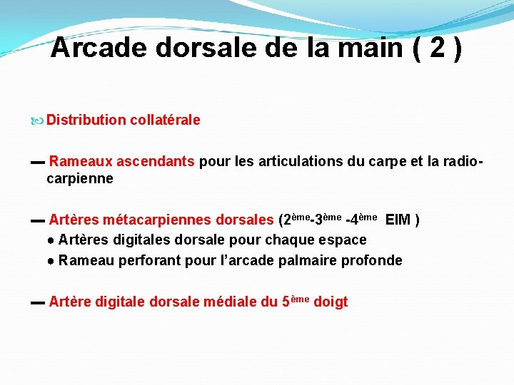 Arcade dorsale de la main ( 2 ) Distribution collatérale ▬ Rameaux ascendants pour