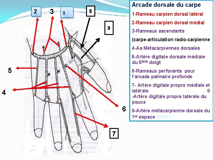 2 3 1 Arcade dorsale du carpe 8 1 -Rameau carpien dorsal latéral 2