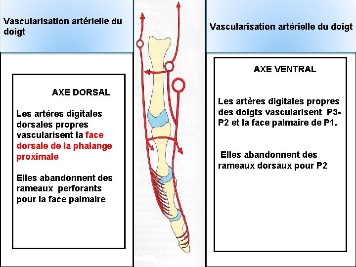 Vascularisation artérielle du doigt AXE VENTRAL AXE DORSAL Les artères digitales dorsales propres vascularisent