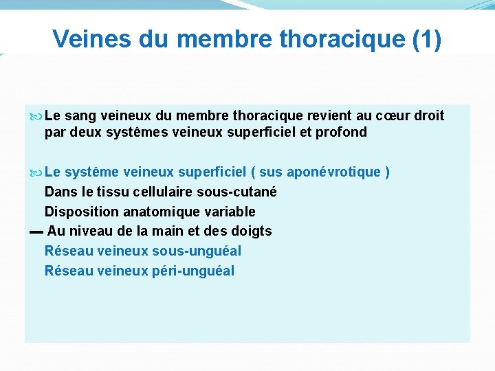 Veines du membre thoracique (1) Le sang veineux du membre thoracique revient au cœur