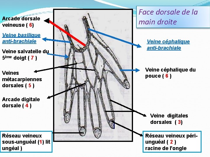 Arcade dorsale veineuse ( 6) Veine basilique anti-brachiale Veine salvatelle du 5ème doigt (