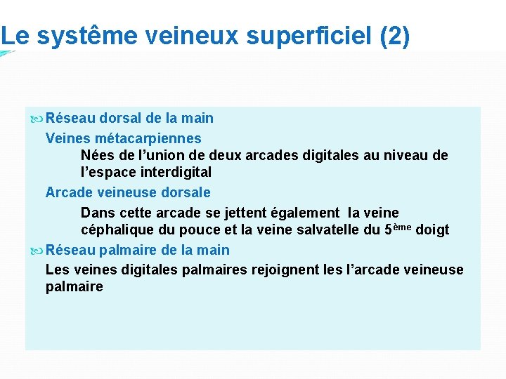 Le systême veineux superficiel (2) Réseau dorsal de la main Veines métacarpiennes Nées de