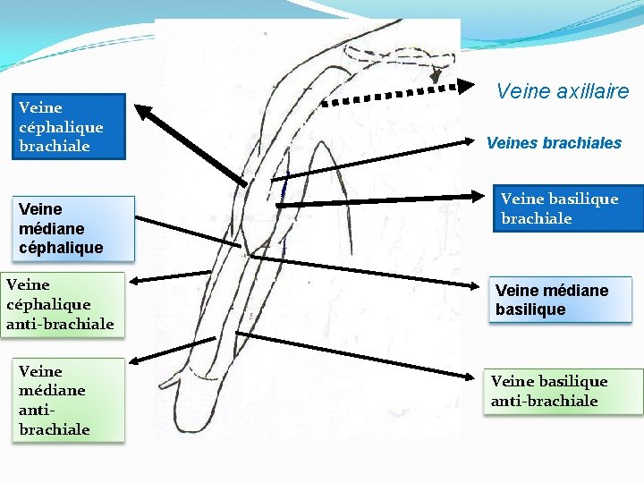 Veine céphalique brachiale Veine médiane céphalique Veine céphalique anti-brachiale Veine médiane antibrachiale Veine axillaire