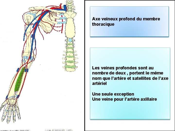 Axe veineux profond du membre thoracique Les veines profondes sont au nombre de deux