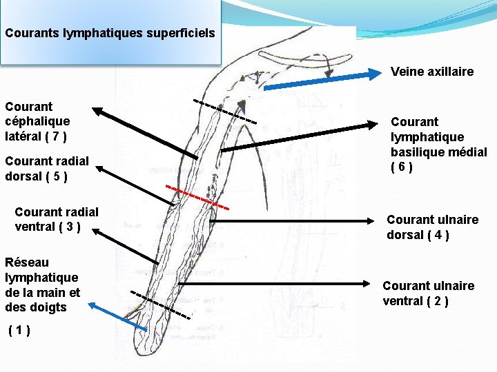 Courants lymphatiques superficiels Veine axillaire Courant céphalique latéral ( 7 ) Courant radial dorsal