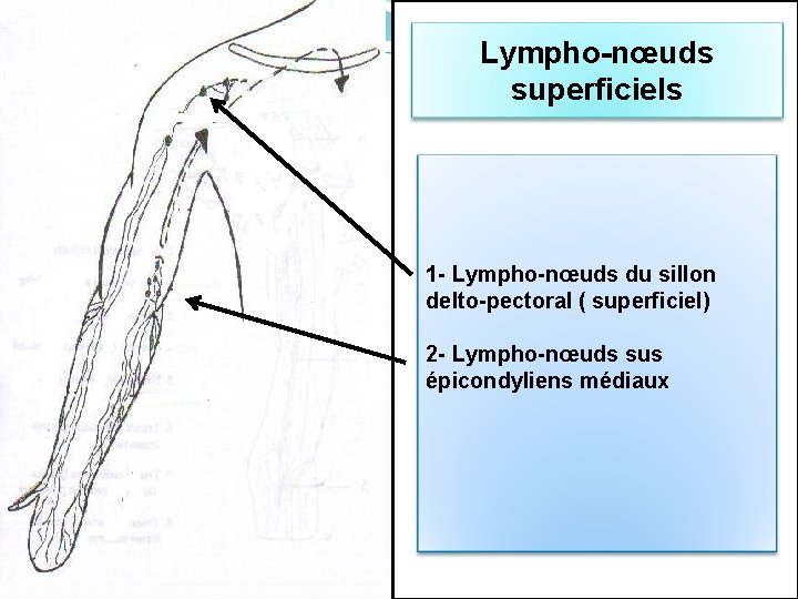 Lympho-nœuds superficiels 1 - Lympho-nœuds du sillon delto-pectoral ( superficiel) 2 - Lympho-nœuds sus