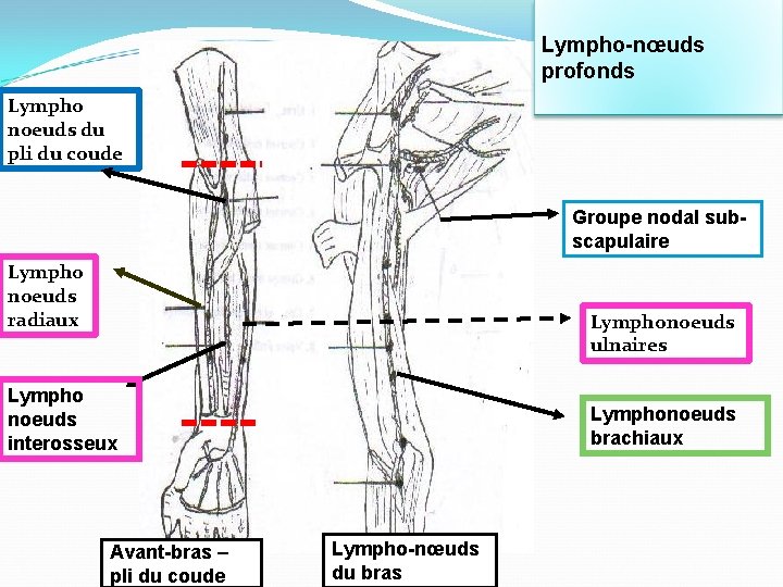 Lympho-nœuds profonds Lympho noeuds du pli du coude Groupe nodal subscapulaire Lympho noeuds radiaux