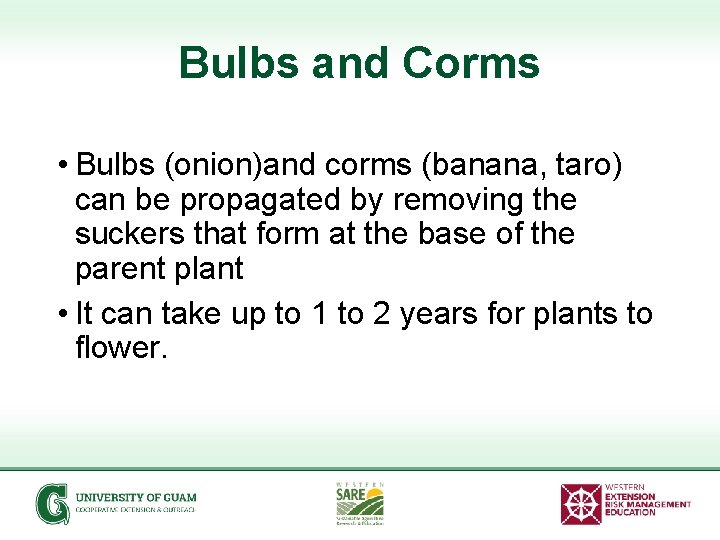 Bulbs and Corms • Bulbs (onion)and corms (banana, taro) can be propagated by removing