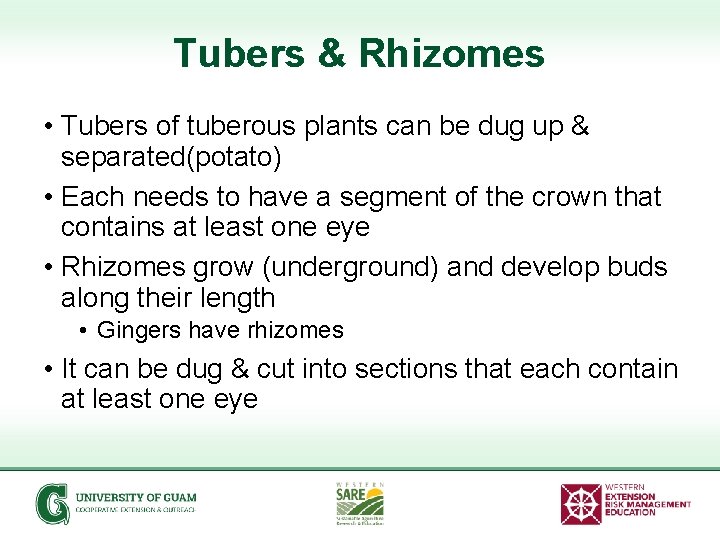 Tubers & Rhizomes • Tubers of tuberous plants can be dug up & separated(potato)
