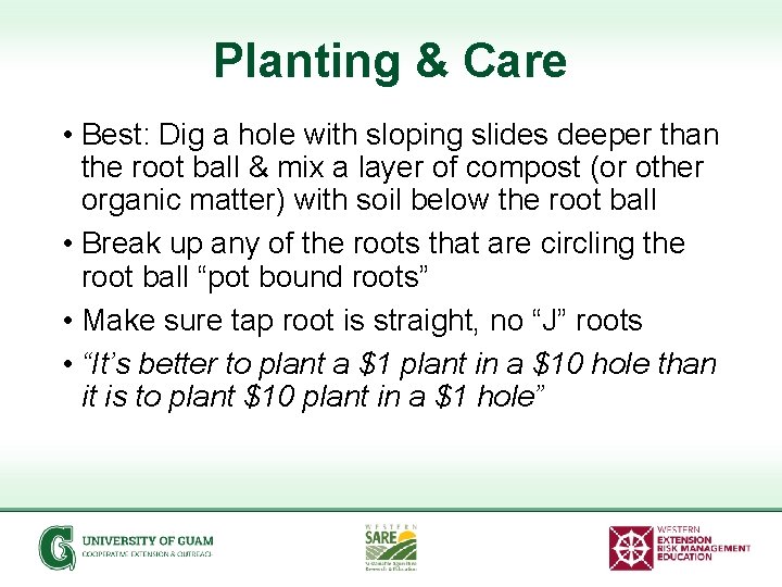 Planting & Care • Best: Dig a hole with sloping slides deeper than the