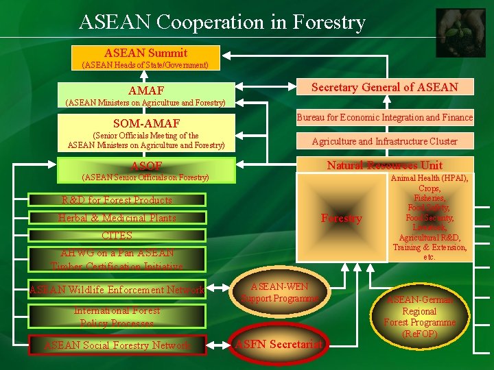 ASEAN Cooperation in Forestry ASEAN Summit (ASEAN Heads of State/Government) AMAF Secretary General of