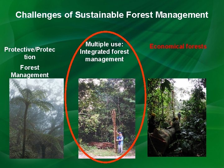 Challenges of Sustainable Forest Management Protective/Protec tion Forest Management Multiple use: Integrated forest management