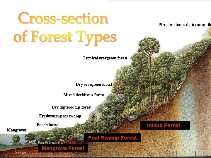 Pine-deciduous dipterocarp fo Tropical evergreen forest Dry evergreen forest Mixed deciduous forest Dry dipterocarp