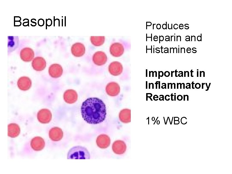 Basophil Produces Heparin and Histamines Important in Inflammatory Reaction 1% WBC 