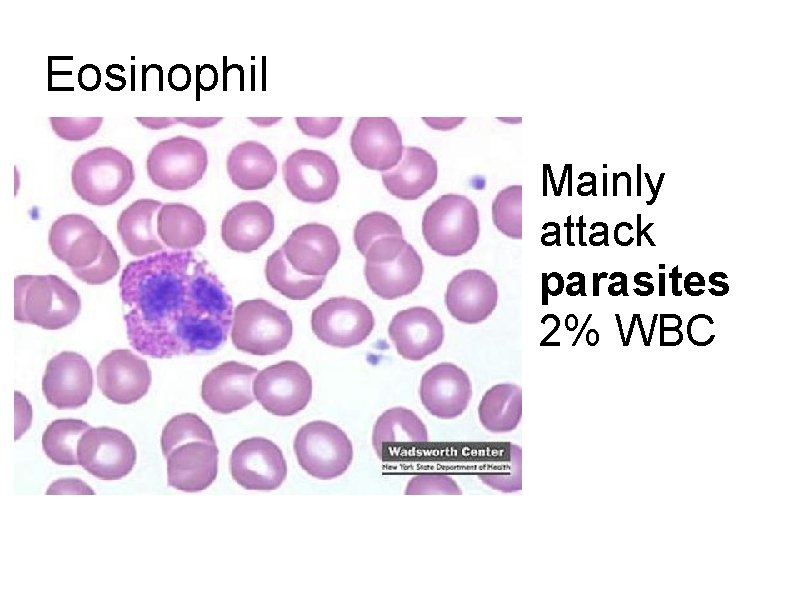 Eosinophil Mainly attack parasites 2% WBC 