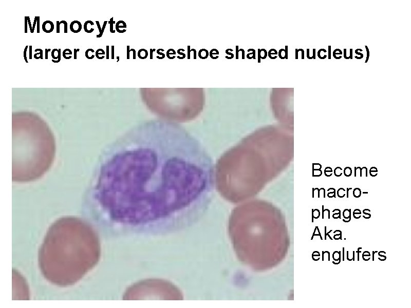Monocyte (larger cell, horseshoe shaped nucleus) Become macrophages Aka. englufers 