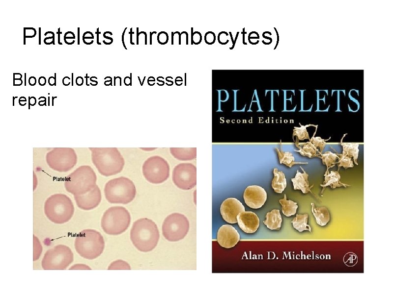 Platelets (thrombocytes) Blood clots and vessel repair 