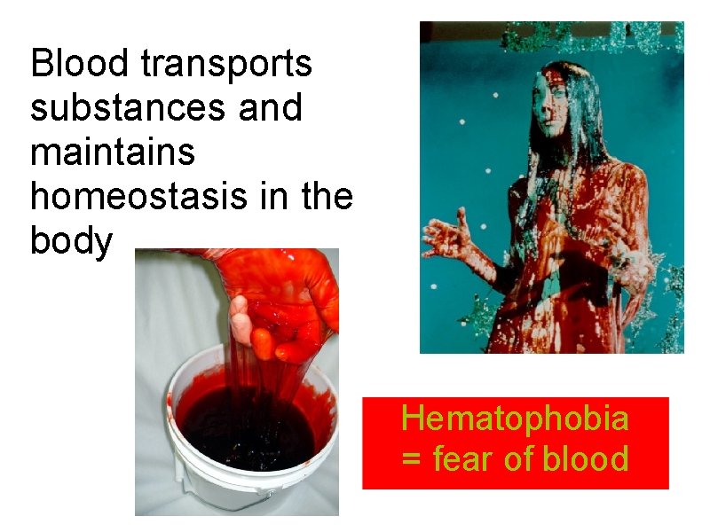 Blood transports substances and maintains homeostasis in the body Hematophobia = fear of blood