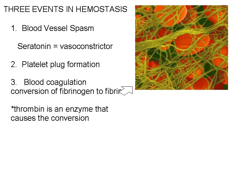 THREE EVENTS IN HEMOSTASIS 1. Blood Vessel Spasm Seratonin = vasoconstrictor 2. Platelet plug