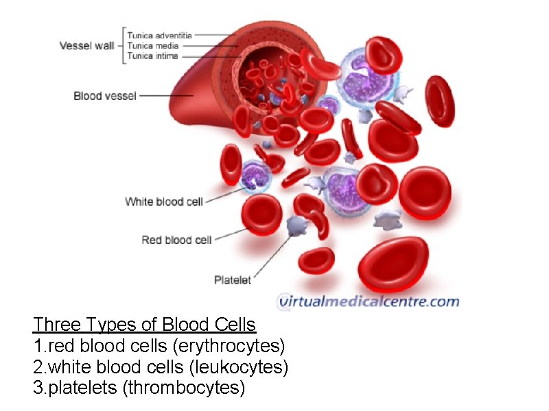 Three Types of Blood Cells 1. red blood cells (erythrocytes) 2. white blood cells