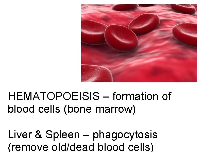 HEMATOPOEISIS – formation of blood cells (bone marrow) Liver & Spleen – phagocytosis (remove