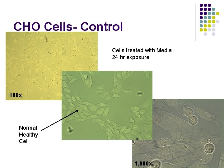 CHO Cells- Control Cells treated with Media 24 hr exposure 100 x Normal Healthy