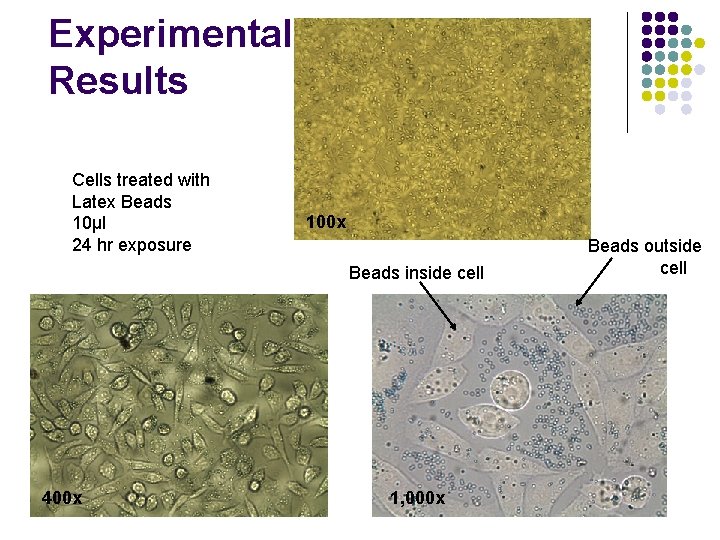 Experimental Results Cells treated with Latex Beads 10μl 24 hr exposure 100 x Beads