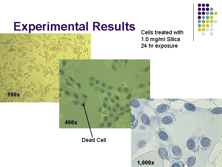 Experimental Results Cells treated with 1. 0 mg/ml Silica 24 hr exposure 100 x