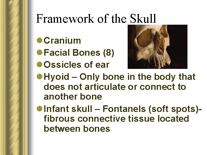 Framework of the Skull l Cranium l Facial Bones (8) l Ossicles of ear