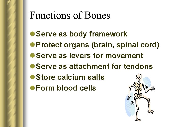 Functions of Bones l Serve as body framework l Protect organs (brain, spinal cord)