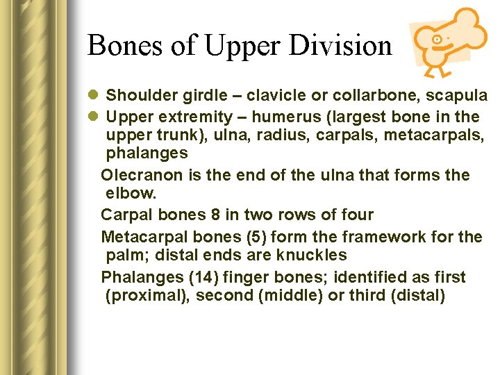 Bones of Upper Division l Shoulder girdle – clavicle or collarbone, scapula l Upper