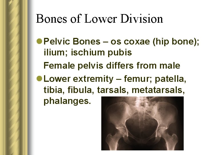 Bones of Lower Division l Pelvic Bones – os coxae (hip bone); ilium; ischium