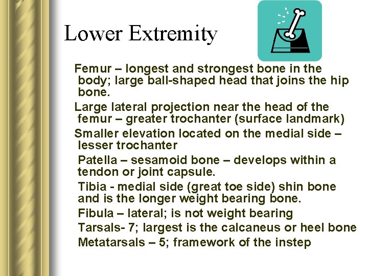 Lower Extremity Femur – longest and strongest bone in the body; large ball-shaped head