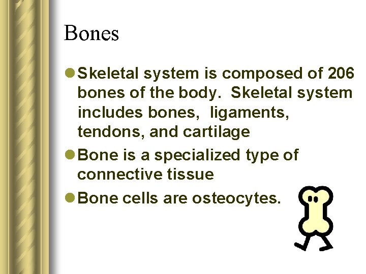 Bones l Skeletal system is composed of 206 bones of the body. Skeletal system