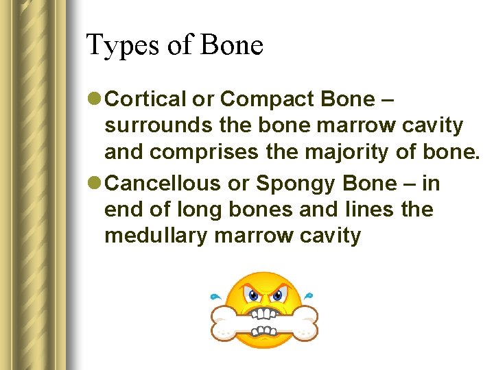 Types of Bone l Cortical or Compact Bone – surrounds the bone marrow cavity
