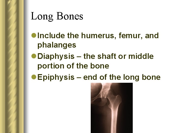 Long Bones l Include the humerus, femur, and phalanges l Diaphysis – the shaft