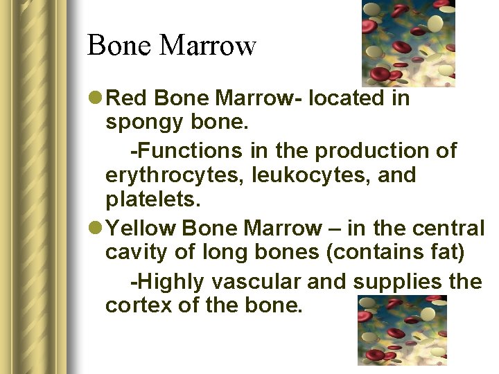 Bone Marrow l Red Bone Marrow- located in spongy bone. -Functions in the production