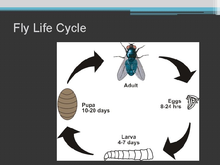 Fly Life Cycle 