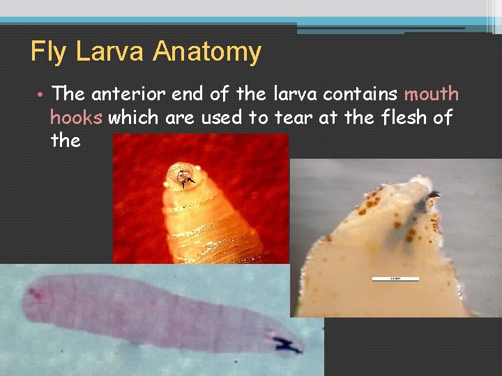 Fly Larva Anatomy • The anterior end of the larva contains mouth hooks which