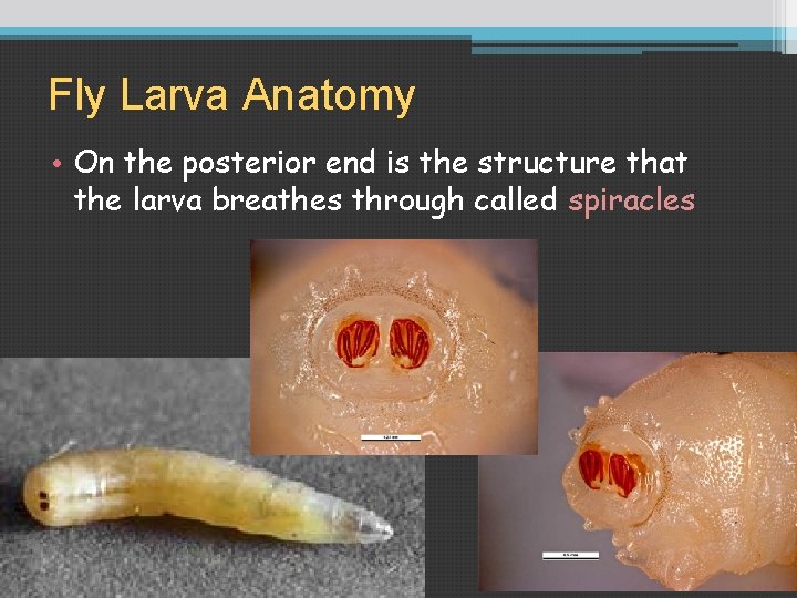 Fly Larva Anatomy • On the posterior end is the structure that the larva