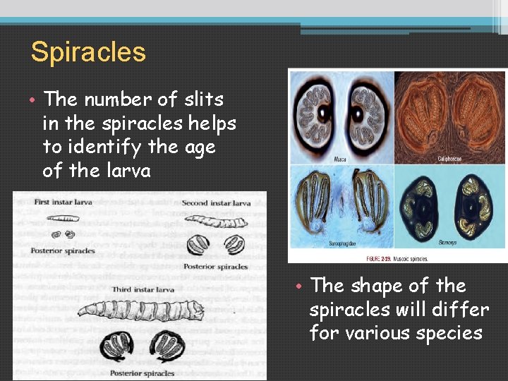 Spiracles • The number of slits in the spiracles helps to identify the age